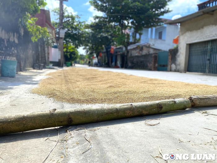  Thậm chí dùng các thân cây để rào chắn, cảnh báo trên địa bàn xã Vĩnh An, Vĩnh Lộc, Thanh Hóa. 