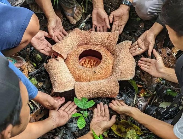 Hoa Rafflesia được coi là loài hoa lớn nhất thế giới hiện nay. Ảnh: Dr Chris Thorogood.
