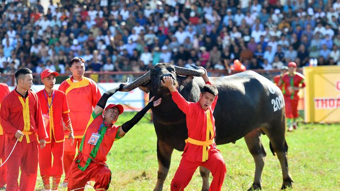 Trước khi bước vào thi đấu, Ban tổ chức yêu cầu các phường phải thường xuyên kiểm tra, giám sát trâu. Khi phát hiện trâu có biểu hiện hung dữ, tấn công người phải kiên quyết loại khỏi danh sách, chủ động có phương án thay thế số lượng, chất lượng. 