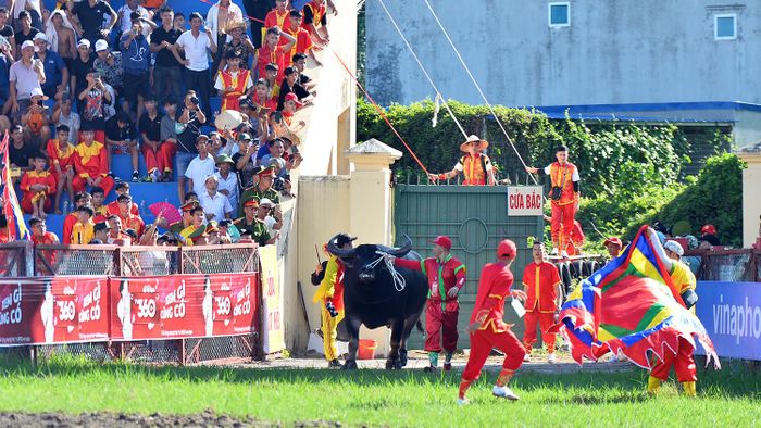Tham gia thi đấu tại lễ hội năm nay có 16 ông trâu thuộc 6 phường trên địa bàn quận Đồ Sơn (TP Hải Phòng). Trong đó, có ông trâu nặng tới 1,3 tấn, vòng ngực 2,6m, là trâu chọi lớn nhất từ trước tới nay tại Đồ Sơn.