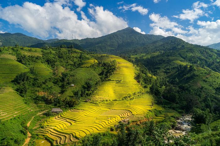 Ruộng bậc thang Sa Pa mùa lúa chín. 