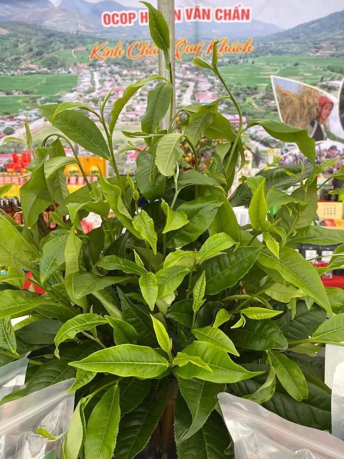 Những bó chè tươi xanh được du khác tham quan thích thú chụp ảnh.