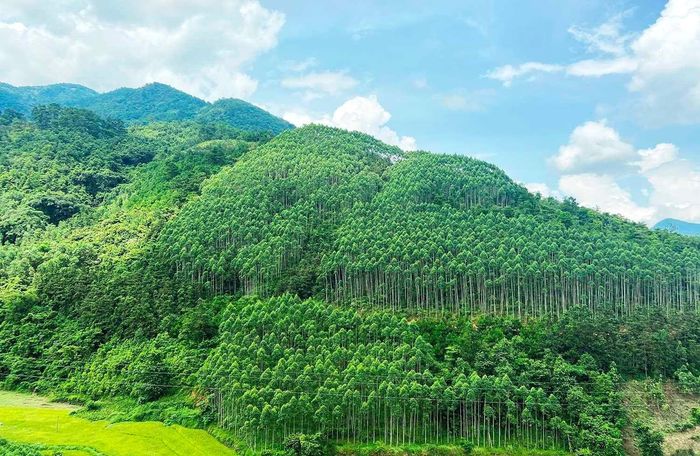 Tín chỉ carbon là một trong số rất nhiều công cụ kinh tế trong bảo vệ môi trường được Việt Nam tính đến và đang từng bước hình thành về nhận thức, pháp lý...
