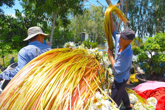 Ông Lê Châu Thanh (52 tuổi, ngụ phường Núi Sam, TP. Châu Đốc), chủ một cơ sở thu mua, chia sẻ, bông súng rất khó bảo quản nên khi vừa lên bờ phải nhập ngay cho các tiểu thương ở TP. Long Xuyên. Giá bông súng dao động từ 9.000-11.000 đồng/bó. Bông sau đó được cắt thành từng khúc, đóng thành túi khoảng 2kg.