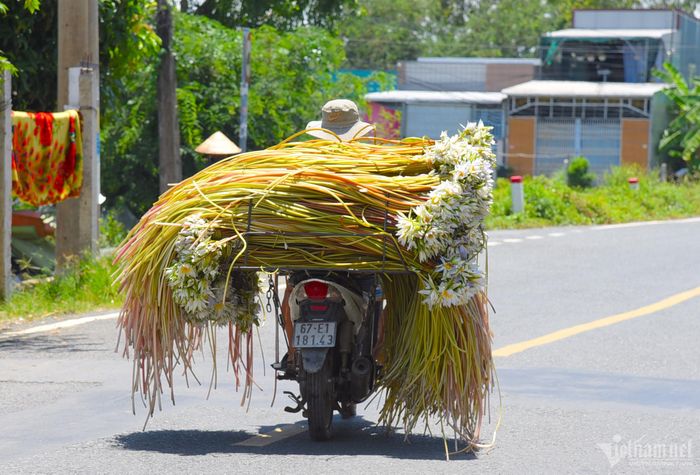 Bông súng là một loại rau đồng miền Tây quen thuộc, thường góp mặt trong nhiều món ăn như bông súng mắm kho, canh chua bông súng, bông súng chấm cá kho, gỏi bông súng. Bông súng cũng có thể làm rau xào, luộc, làm lẩu, muối chua...