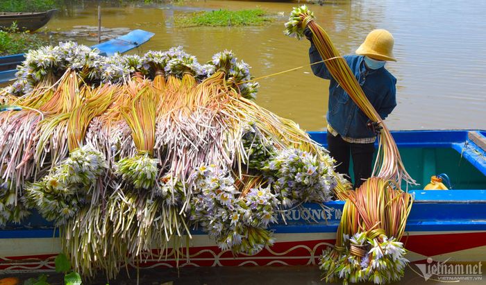 Ông Chau Cương (47 tuổi, ngụ huyện Tri Tôn) cho biết, mùa khô, củ súng ẩn sâu, vùi mình dưới đất chờ con nước về mới hồi sinh. Chính vì vậy, bà con đặt cho cái tên “súng ma”.
