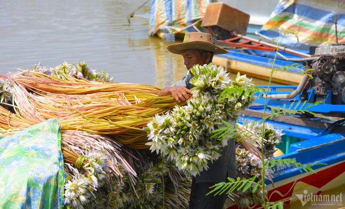 “Bông súng chỉ có nhiều vào mùa nước nổi. Loài cây này vươn lên theo nước lũ, nước càng dâng thì cuống lá, cọng càng dài. Thông thường nước lũ ngập trên cánh đồng khoảng 2-3m thì cọng bông súng cũng vươn mình theo tới đó”, ông Cương cho hay.