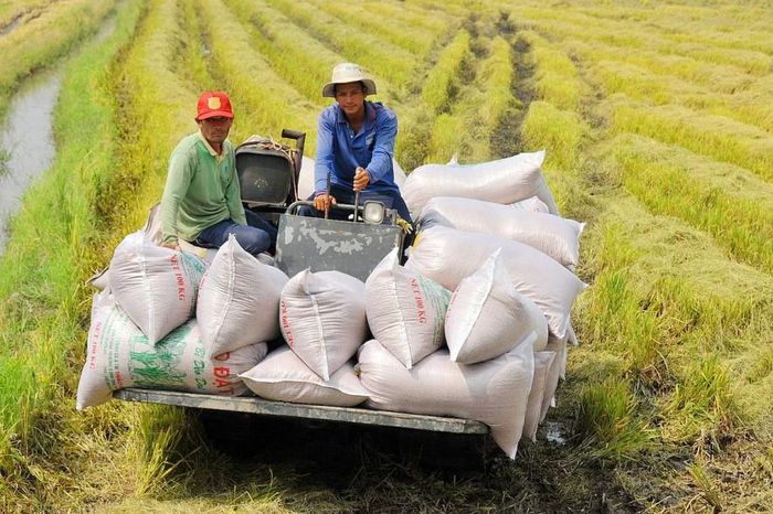 Trong tuần này, giá gạo Việt Nam xuất khẩu đang có xu hướng tăng trở lại và vẫn vượt xa gạo Thái Lan từ 10 - 50 USD/tấn. (Ảnh: NN)