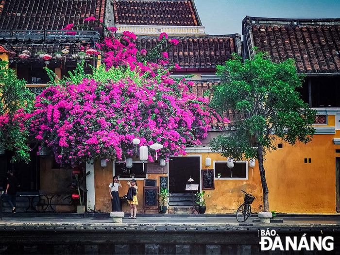 Hoa giấy thu hút nhiều du khách đến với phố Hội.