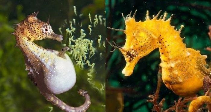 Chúng là một trong những loài động vật chung thủy nhất
