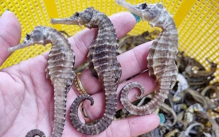 Cá ngựa còn có tên gọi khác là hải mã, dài từ 16 – 35 cm khi trưởng thành