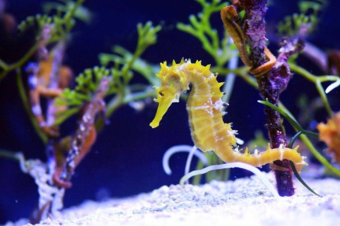 Có 54 loài cá ngựa đã được tìm ra