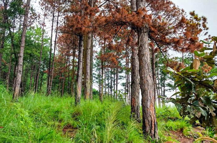 Dấu vết để lại tại rừng thông trúng độc chết cho thấy cả 2 vị trí này đều bị đầu độc bằng hóa chất trong khoảng cùng một thời điểm.