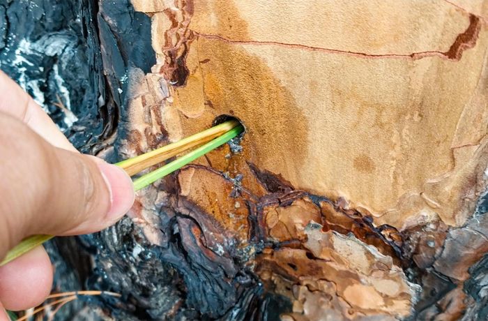 Ghi nhận tại hiện trường cho thấy, kẻ gian đã dùng khoan tay, khoan nhiều lỗ vào từng gốc thông rồi đổ hóa chất, thường là thuốc trừ cỏ, dạng lưu dẫn, nhằm mục đích làm cho cây rừng chết. Trung bình, mỗi gốc thông ở đây bị khoan từ 3-5 lỗ vào giữa thân cây.