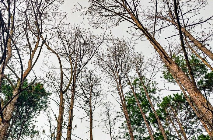 Ngoài 2 vị trí trên, cách khoảng 500m về phía tay trái cũng có hàng chục cây thông bị kẻ gian khoan, đổ hóa chất nay đã chết mục. Rừng thông này bị đầu độc cách đây khoảng 1 năm, nay nhiều cây đã mục, có nguy cơ gãy đổ.2 vị trí rừng thông mới bị đầu độc lần này thuộc sự quản lý của Ban Quản lý rừng phòng hộ Lâm Hà, trạm quản lý bảo vệ rừng cách khu vực rừng thông mới bị “bức tử” khoảng 1,5km. Nơi đây tiếp giáp với khu dân cư và vùng sản xuất nông nghiệp của người dân. Việc đi lại khá dễ dàng vì đường bê tông đã làm đến chân đồi thông.