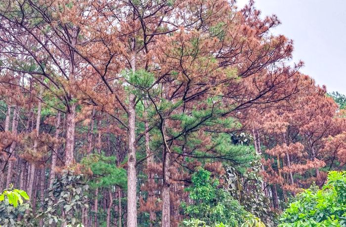 Một số người dân sinh sống kề đó cho biết, khu vực này trước đây cũng đã từng xảy ra tình trạng hủy hoại rừng thông theo hình thức trên. Do đó, kề khu vực rừng thông vừa bị đầu độc lần này có hàng nghìn mét vuông đất trống, vốn trước đây cũng đã bị kẻ xấu đầu độc, giết hại rừng thông.