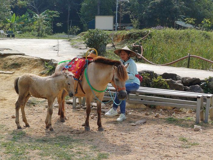 Những phụ nữ làm dịch vụ cho thuê ngựa