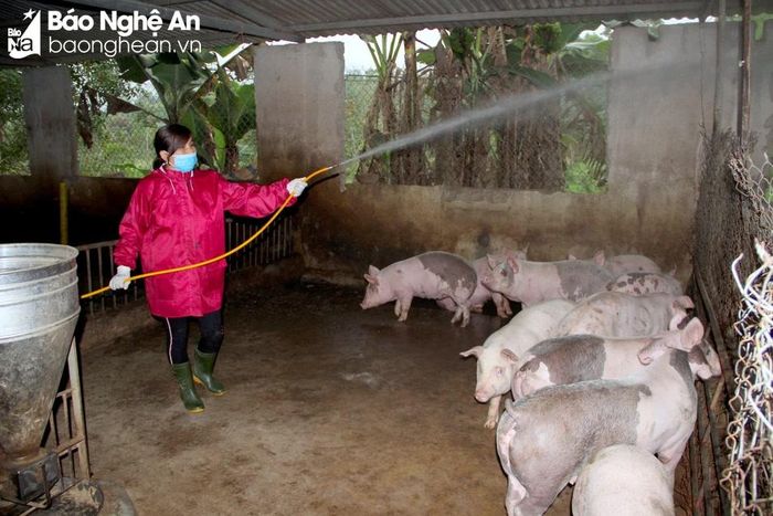 Người chăn nuôi cần thực hiện các giải pháp phòng bệnh dịch tả lợn châu Phi, trong đó có phun hóa chất khử trùng trong và ngoài khu vực chuồng trại. Ảnh: Xuân Hoàng