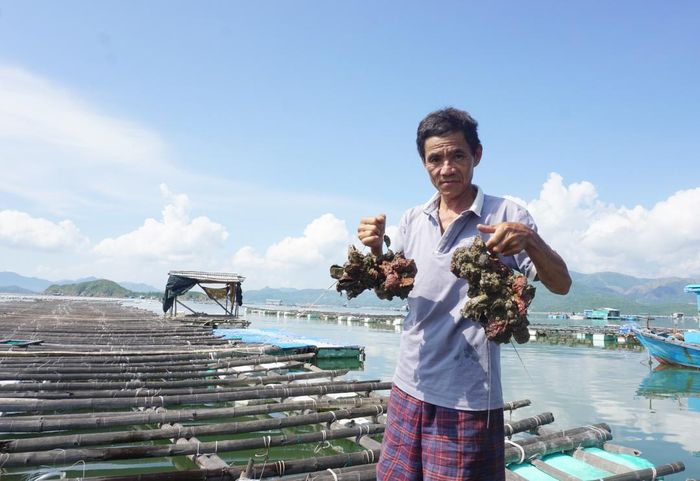 Hàu nuôi tại bè của Công ty TNHH Hàu Thái Bình Dương Nha Trang bị chết hoàn toàn.