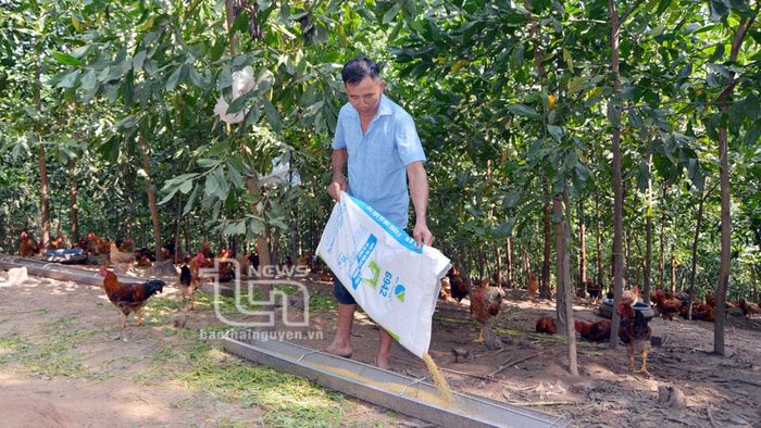 Gia đình ông Lục Văn Báo nuôi 4.500-5.000 con gà/lứa, cho thu nhập hàng trăm triệu đồng mỗi năm.