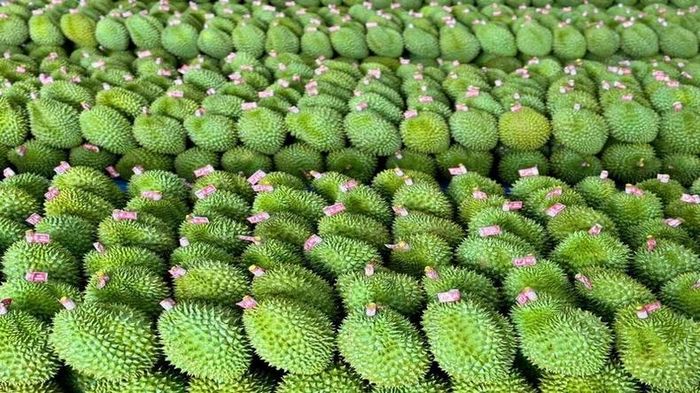 Xuất khẩu sầu riêng tăng trưởng mạnh trong 3 quý đầu năm 2023.