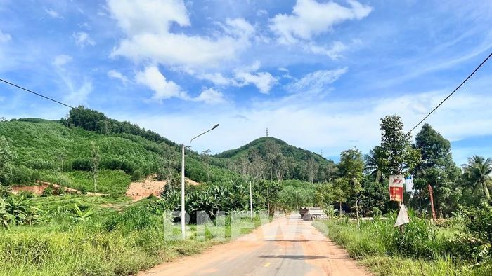 Phần diện tích đoạn tuyến từ km18+650-km20+970 với khoảng 2,32km thuộc xã Ân Tường Đông đi qua rừng phòng hộ cũng chưa hoàn thành thủ tục chuyển đổi gây khó khăn cho nhà thầu thi công. Ảnh: BNEWS phát 