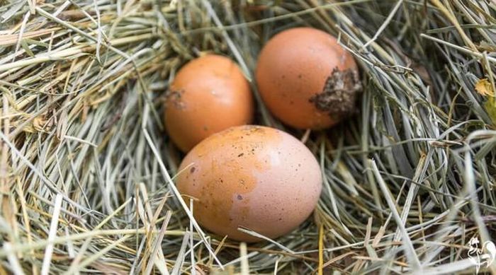 Trứng gà nhiễm bẩn có thể chứa vi khuẩn Salmonella.