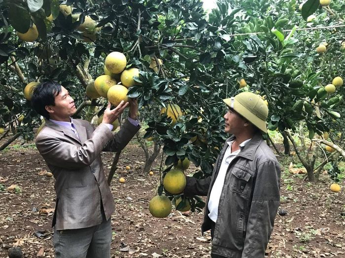  Hiện nay, trên địa bàn xã Nghĩa Lâm đã chuyển đổi 20 ha đất kém hiệu quả sang trồng bưởi Diễn. Ảnh: Minh Thái 