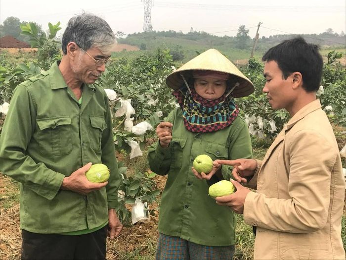  HTX Dịch vụ Nông nghiệp 195 hướng dẫn cách truy xuất nguồn gốc ổi. Ảnh: Minh Thái 