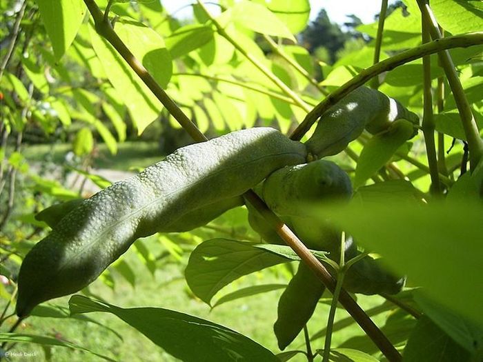 "Ngón tay quỷ" đôi khi có hình dáng khá giống quả đỗ. Khi còn non quả có màu xanh, khi nào quả chuyển màu tím đen tức là đã có thể thu hoạch
