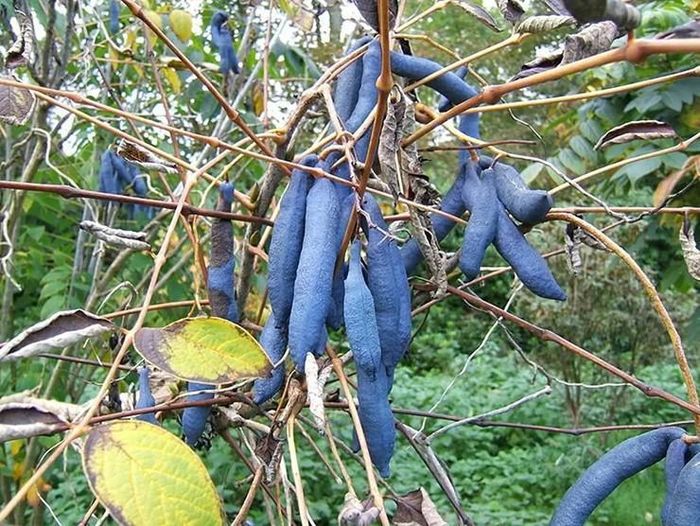 Thân cây “ngón tay quỷ” có màu xám nâu và có khá nhiều nhánh, các nhánh nhỏ của chúng mọc khá dài, có thể đạt tới kích thước khoảng nửa mét
