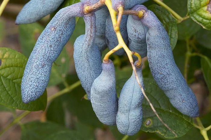 Dưa miêu thỉ hay còn gọi là "ngón tay quỷ",