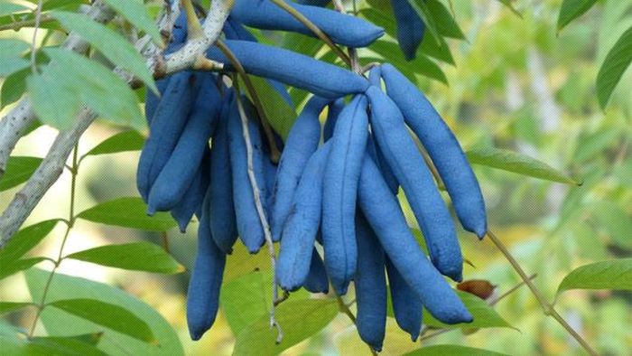 Hiện loại dưa này chưa trồng được nhiều, chủ yếu khai thác trong tự nhiên, có khoảng 60 nhân dân tệ/kg (gần 200.000 đồng).