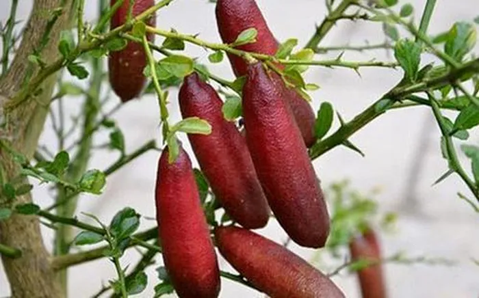 Chanh ngón tay có tên khoa học là Citrus australasica, thuộc họ Cửu lý hương (họ cam, quýt nói chung)