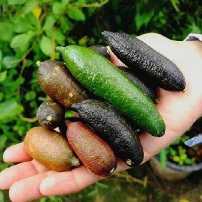 Quả của chúng có dạng hình trụ, chiều dài từ 5-10cm, có nhiều màu sắc khác nhau như màu nâu, xanh, vàng, đỏ hoặc cam