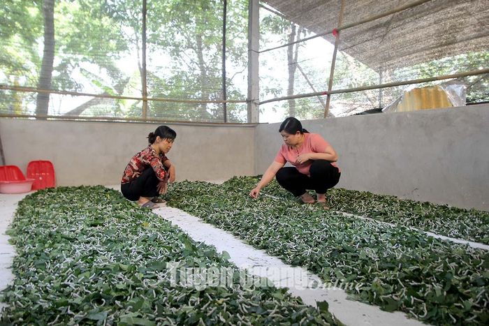 Xã Văn Phú xây dựng nhiều mô hình kinh tế, nâng cao thu nhập cho người dân.
