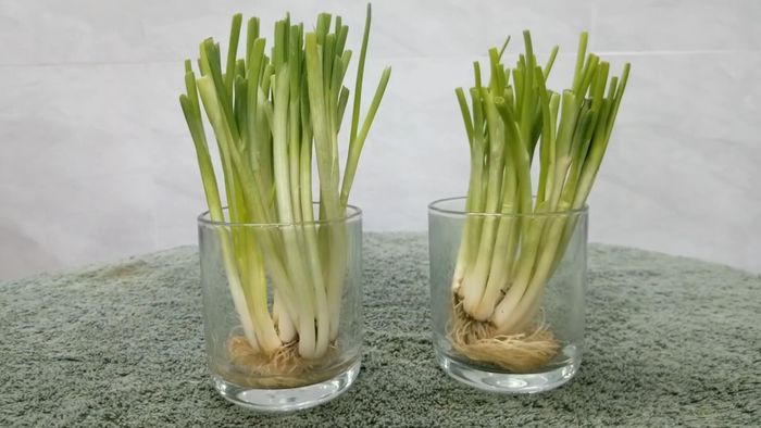 Cũng có thể để vào cốc vào một ít nước, hành sẽ tươi lâu