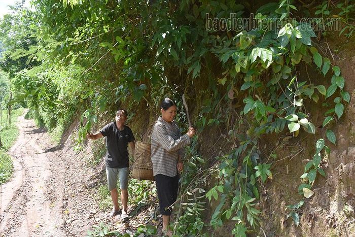 Người dân phát quang tuyến đường tuần tra, bảo vệ rừng.
