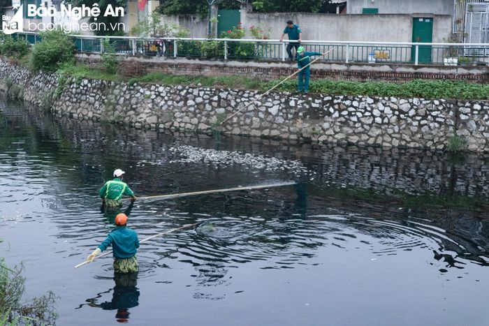 Đã 4 ngày nay, công nhân của Công ty cổ phần Môi trường và Công trình đô thị Nghệ An liên tục bám trụ để vớt xác cá. Ảnh: Thanh Phúc