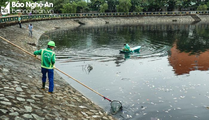 Hiện tượng cá chết cũng xảy ra ở hồ sinh thái Cửa Nam trong 2 ngày nay. (Ảnh chụp ngày 13/10). Ảnh: Thanh Phúc