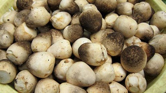 Nấm là thực phẩm cung cấp nhiều dinh dưỡng cho cơ thể
