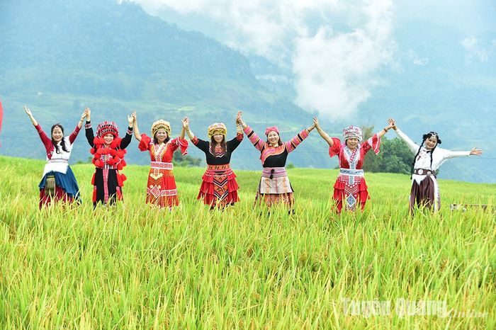 Du khách trải nghiệm với đồng lúa vàng ở Hồng Thái. Ảnh:Thanh Phúc