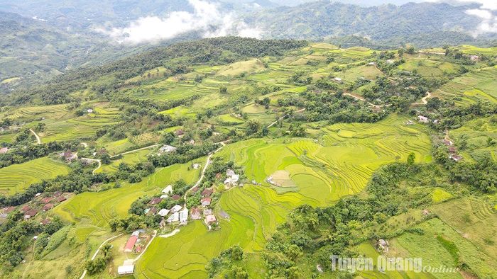 Những thảm lúa chín vàng tại xã Hồng Thái. Ảnh: Quốc Việt