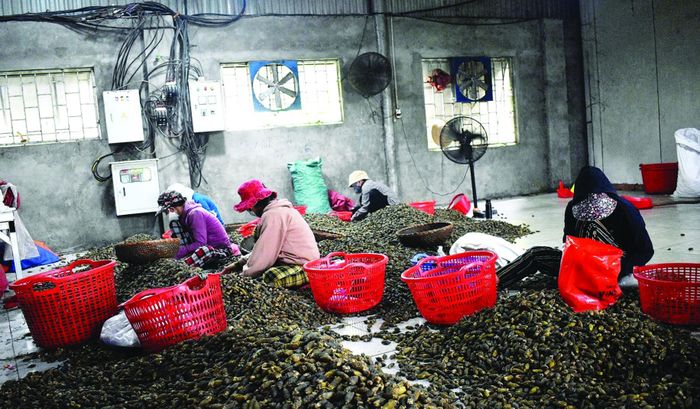 Nhân công đang lựa cau khô đạt chất lượng. 