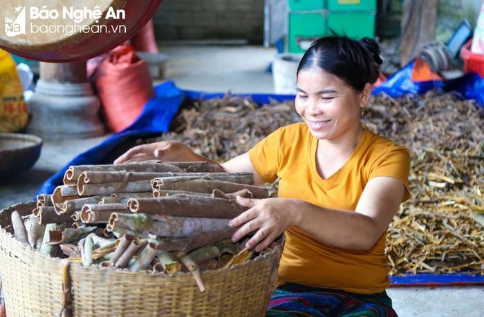 Nụ cười trong mùa thu hoạch quế của phụ nữ Quế Phong. Ảnh: Đình Tuyên