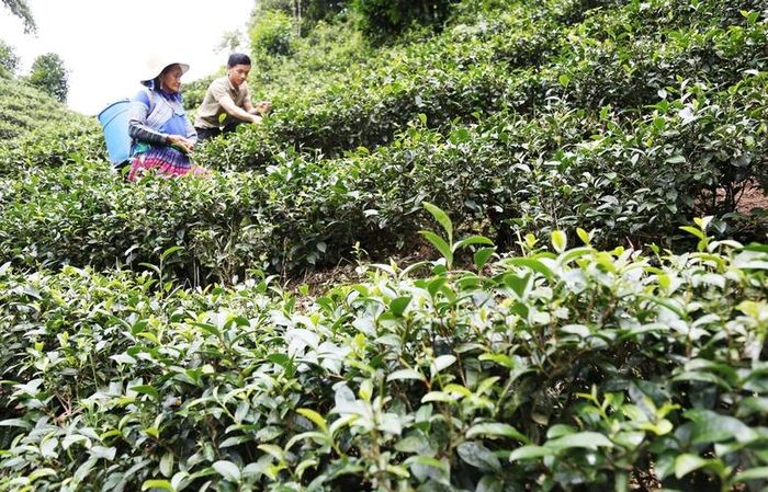 Chè là cây trồng chủ lực trong cơ cấu kinh tế nông nghiệp của xã. 