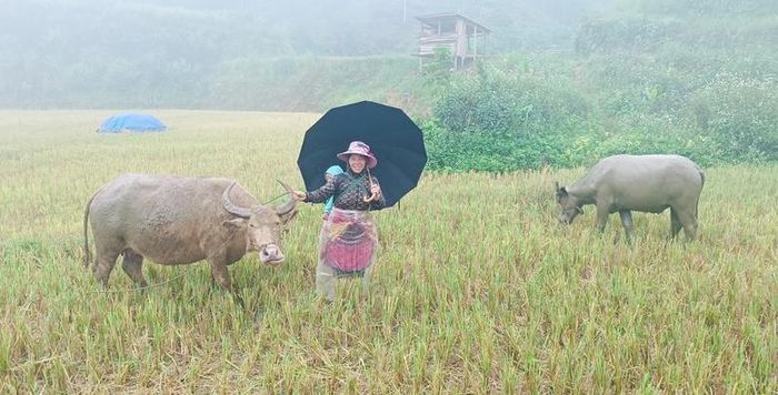  Gia đình bà Giàng Thị Dở thoát nghèo nhờ nuôi trâu và trồng chè. 