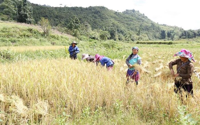  Nông dân thu hoạch lúa mùa một vụ. 