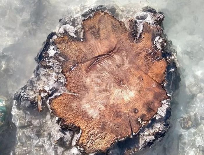 Vòng thân của một cây gỗ bị hóa thạch được phát hiện tại sông Drouzet trên dãy Alps. (Nguồn: Cécile Miramont)