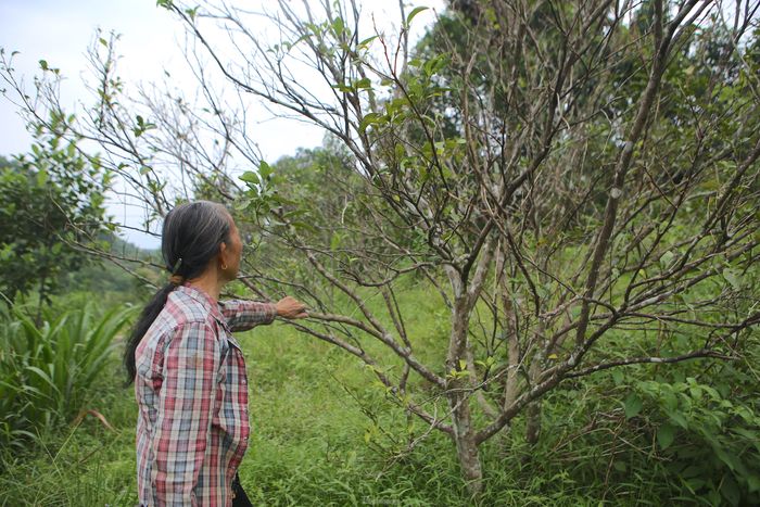 Có kinh nghiệm hàng chục năm trồng cam, nhưng bà Nguyễn Thị Mai (72 tuổi, trú thôn 5, xã Sơn Trường) cũng phải bất lực vì cam chết không rõ nguyên nhân. Bà cho biết không chỉ những gốc cam 10-15 năm tuổi chết do tuổi già mà cũng có những gốc mới trồng được khoảng 5-6 năm cũng héo khô.